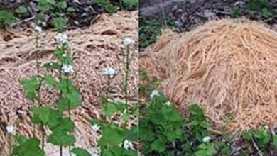 Photo of “Montanha” de macarrão é encontrada perto de rio nos Estados Unidos