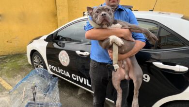 Photo of Ato de zoofilia praticado contra animais terá pena de até seis anos de prisão