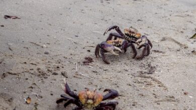 Photo of Meio Ambiente alerta para o período de defeso de caranguejos em São Gonçalo